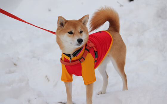 爱游戏大厅-白草与金杯，温网的世纪回响与兹维列夫的时代华彩