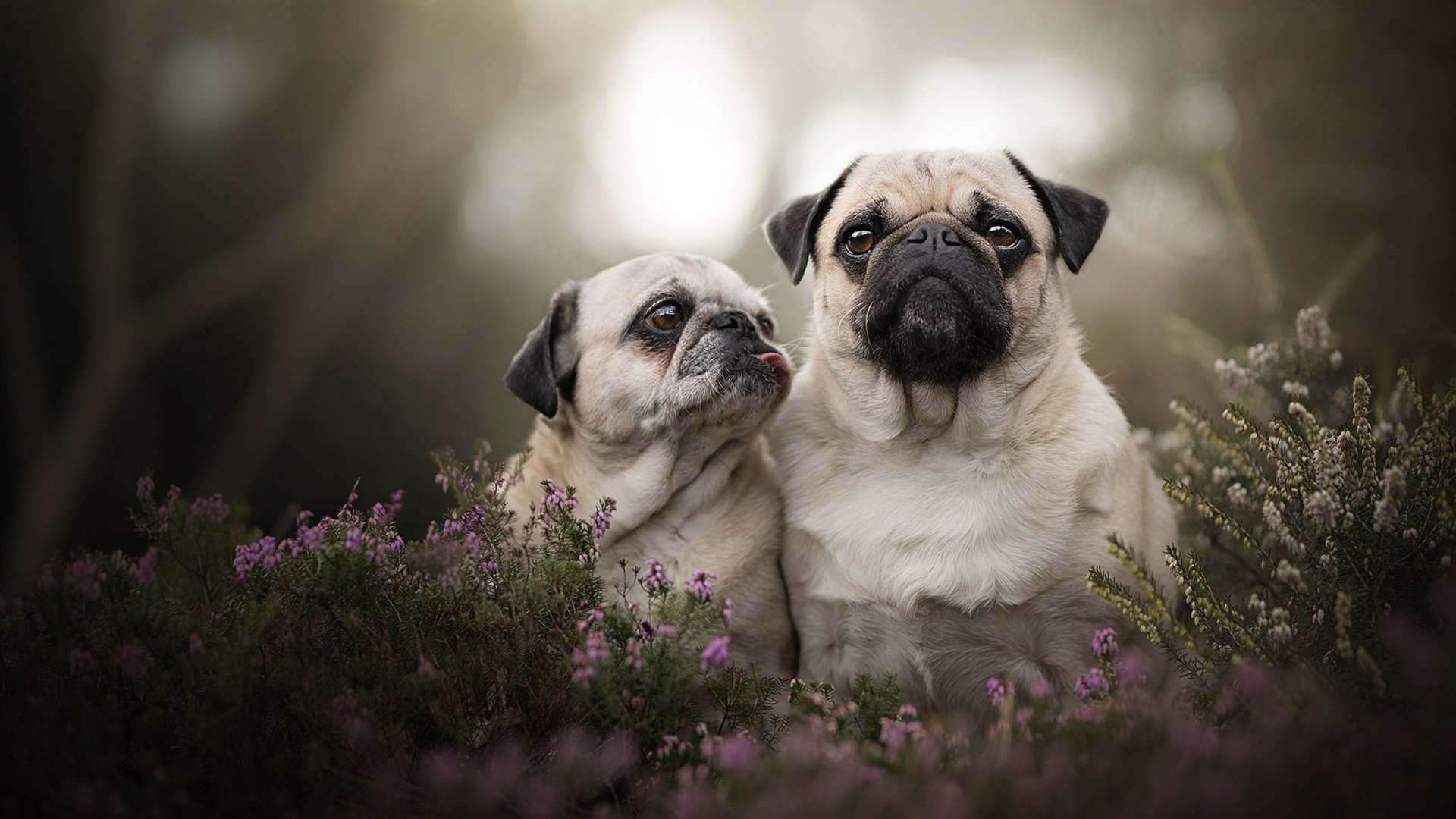 华丽数据下的赤裸答案,维斯塔潘一瞬封神,红牛车队如何彻底解剖阿斯顿马丁