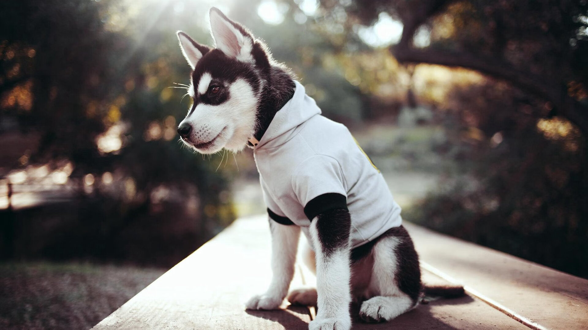 红色祭坛上的黑曜石匕首，索伯奇迹与佩雷兹定律