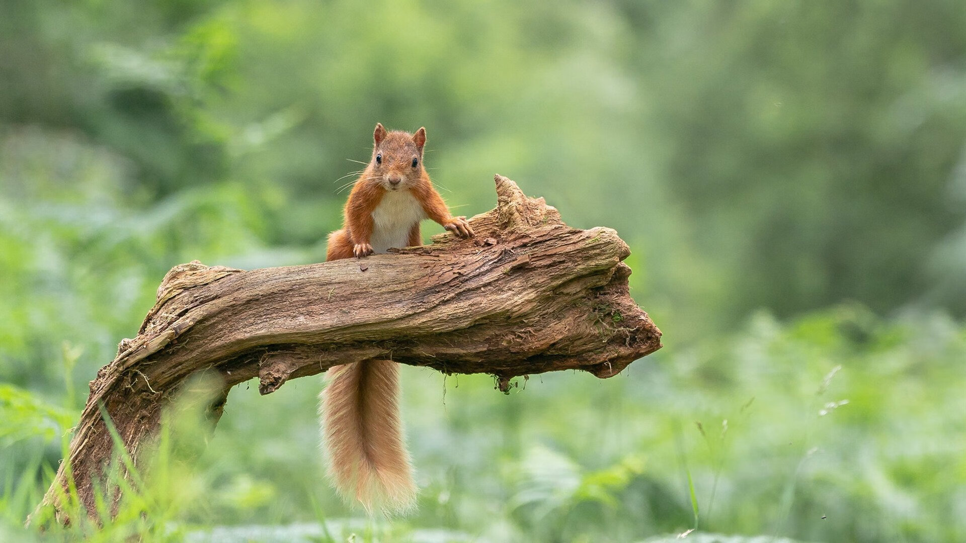 爱游戏在线-葡萄牙乒乓球队横扫中国队，马龙单打统治全场显王者风范