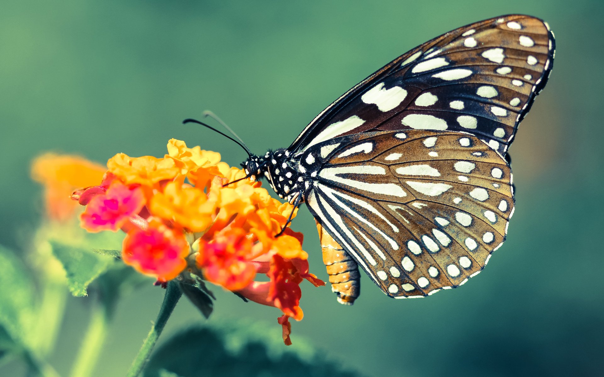 爱游戏APP-橙衣风暴与安联之殇，蒂亚戈那一脚命运的回旋