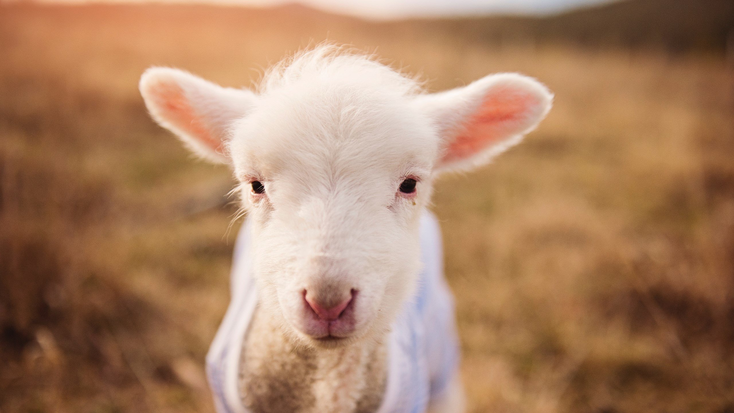 伪命题？当皇家社会狂胜曼联，人们却在讨论满分基米希