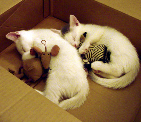 爱游戏官网-绿茵场上的禁区统治者，西甲国家德比夜，锡安式的防守哲学