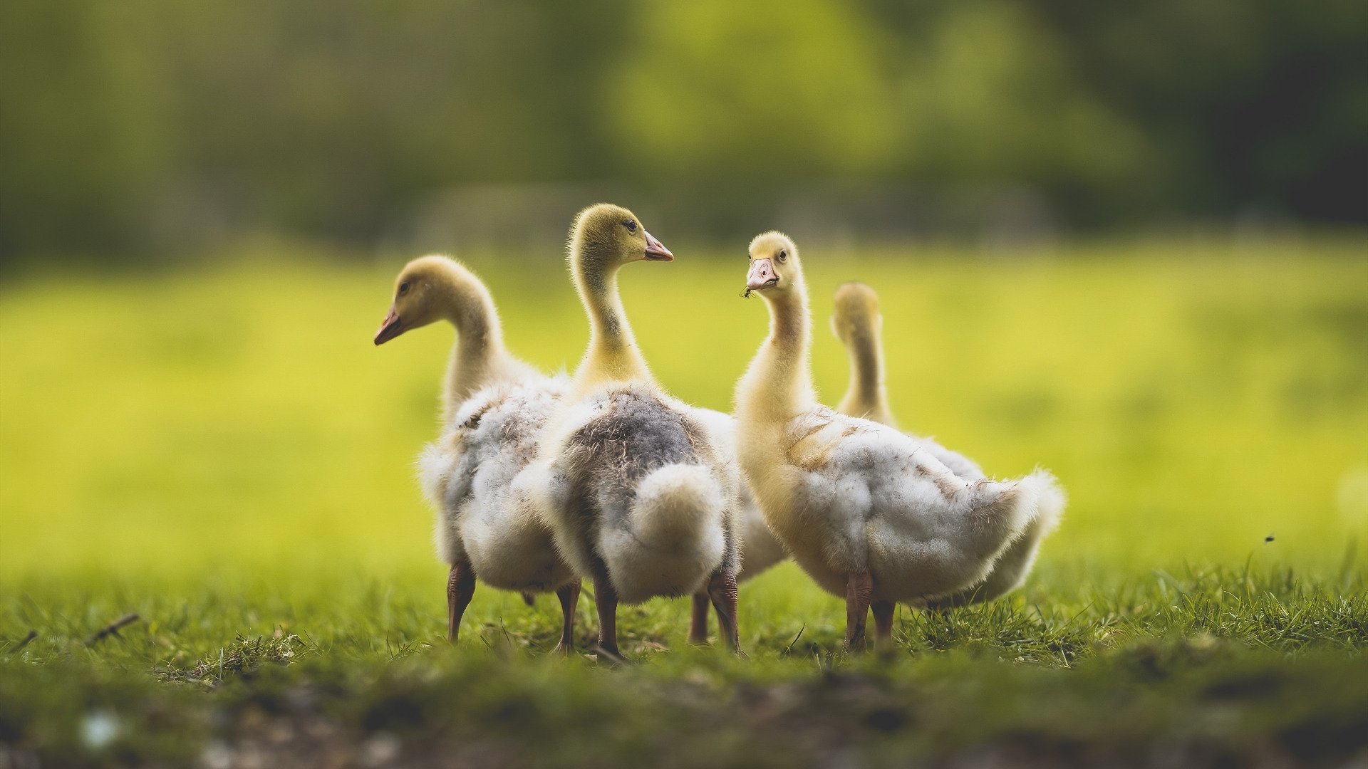 三分雨破铁壁！深圳队火力压制辽宁队，字母哥成关键巨神兵
