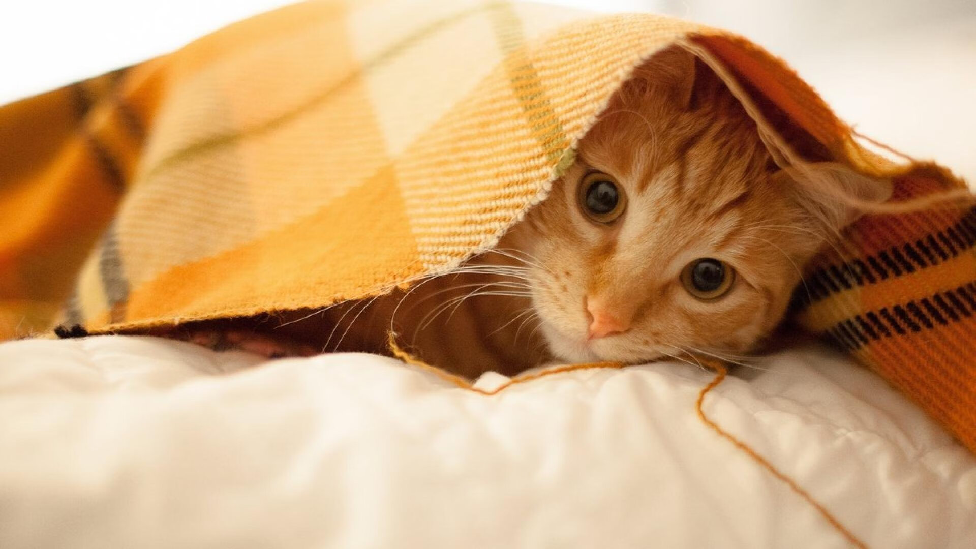 他是左后卫，却成了AC米兰右路那把从天而降的钥匙