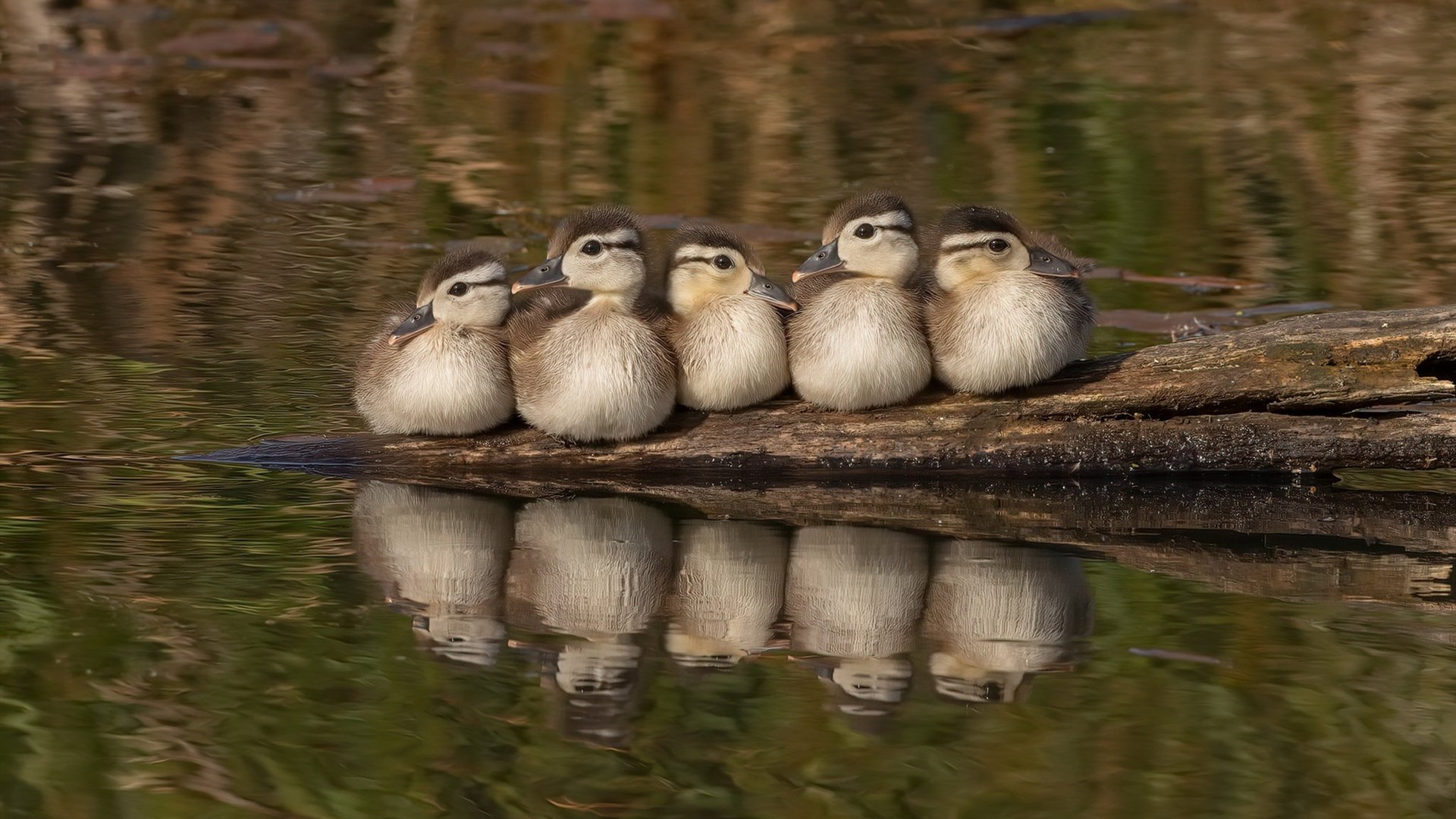 绿茵交响曲，格列兹曼以攻防两端统治土耳其与哥斯达黎加之战