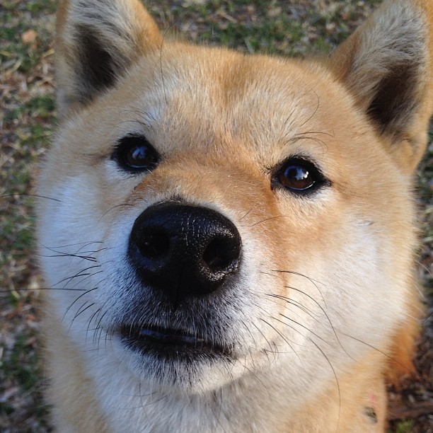 锡安复刻现实暴力美学，上海队虚拟战场空间撕裂独行侠