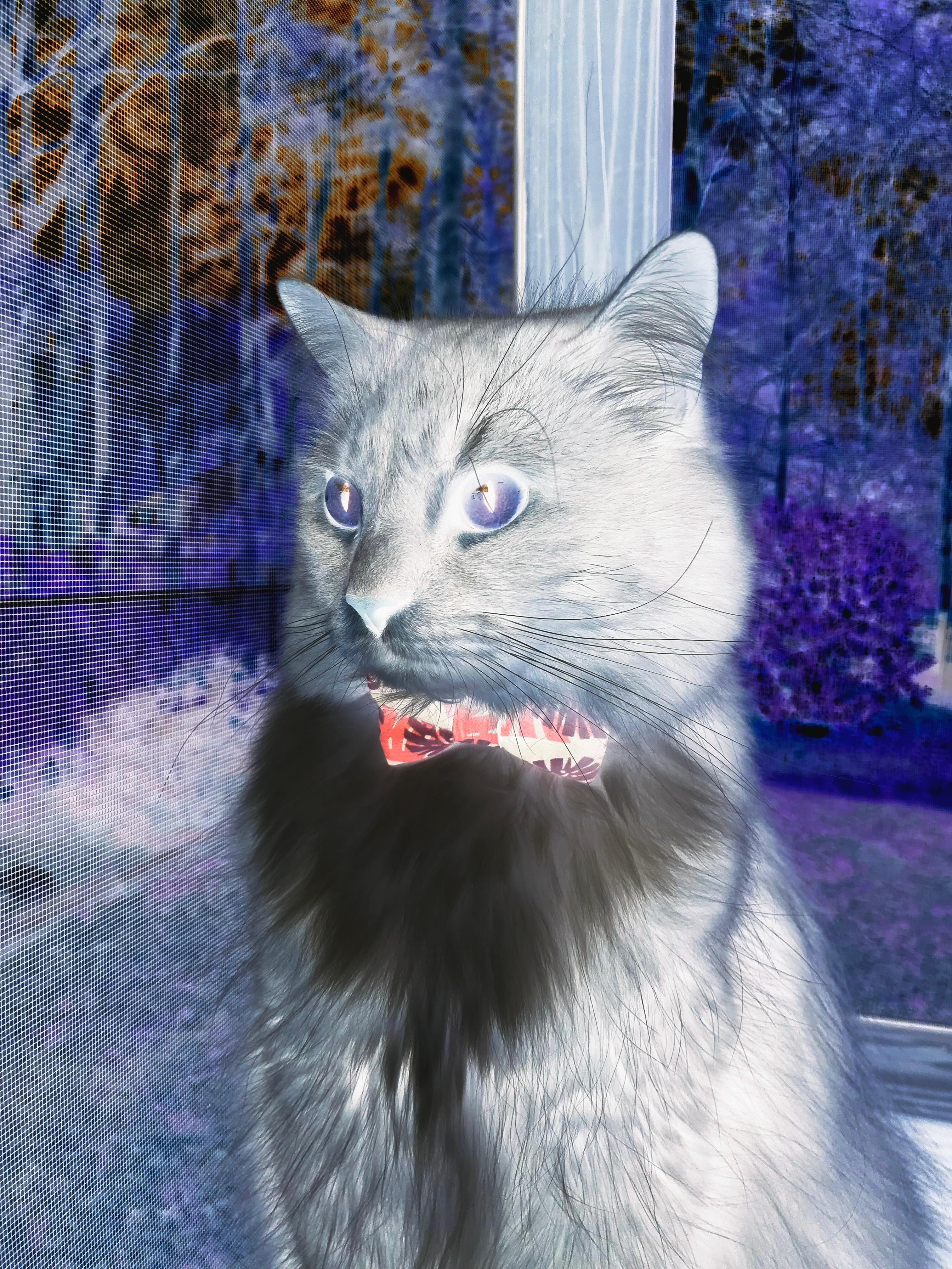 新奥尔良方程式，鹈鹕的战术压制与班凯罗的关键时刻