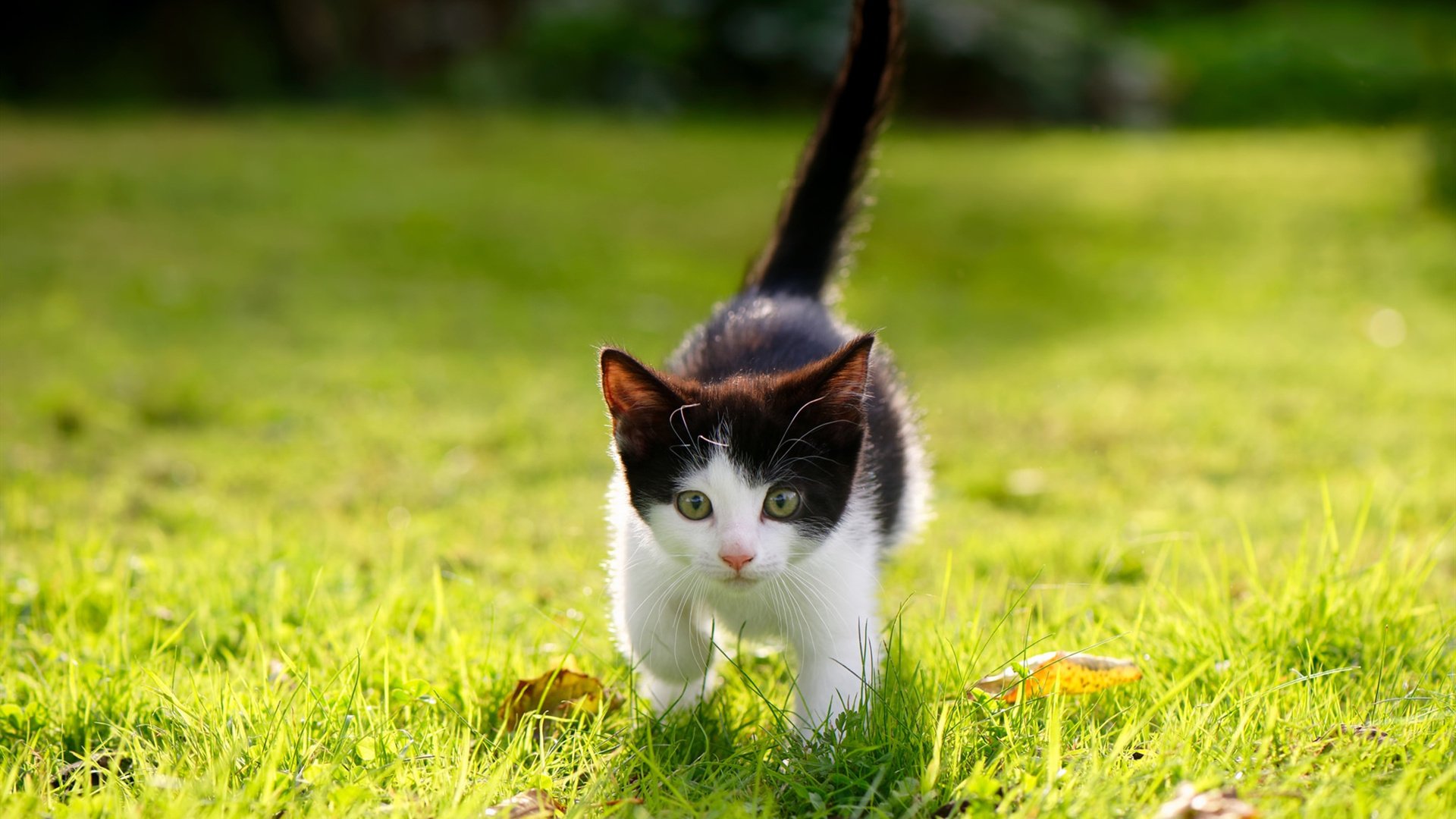 上海虹口的风，吹不到安联球场