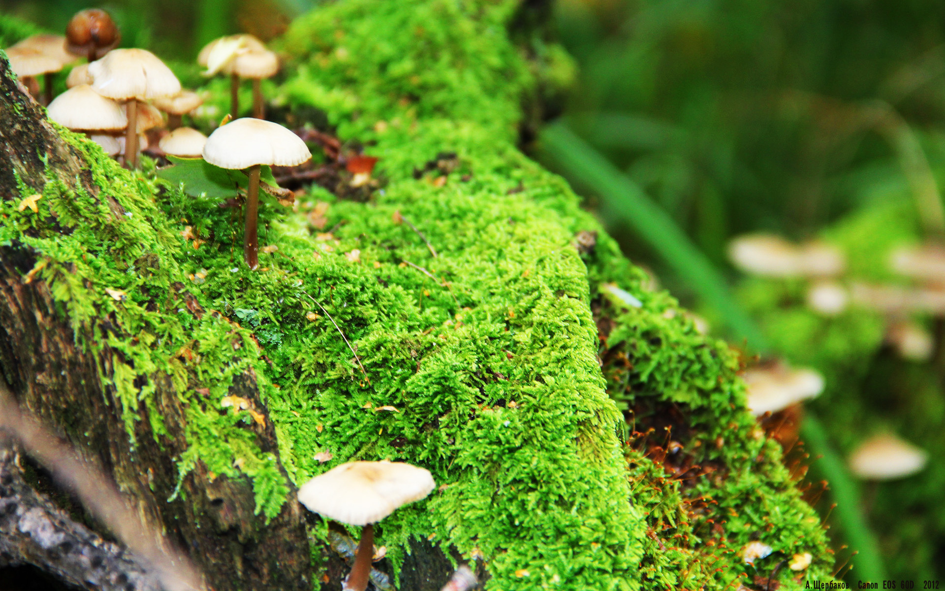 另类双城记，当曼联横扫威尔士时，莱万在芝加哥的钢铁丛林中接管比赛