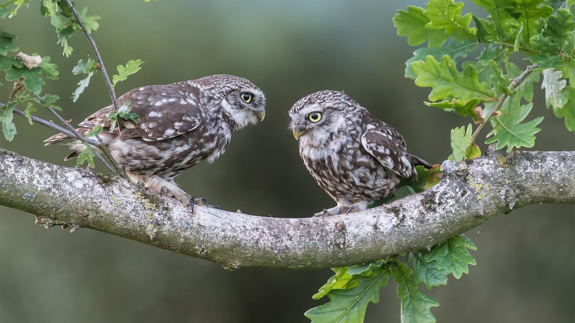 双重奏，英超争冠夜的另一个灵魂