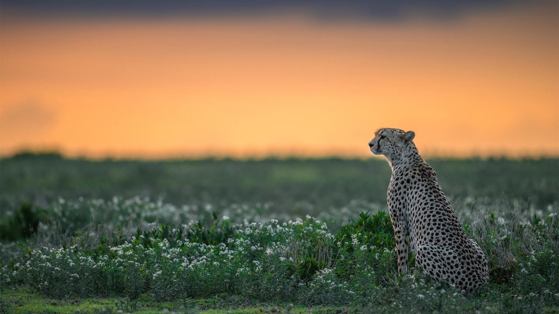 贝林厄姆的聚光灯，与巴拉圭的无声惊雷，足球的两种存在感